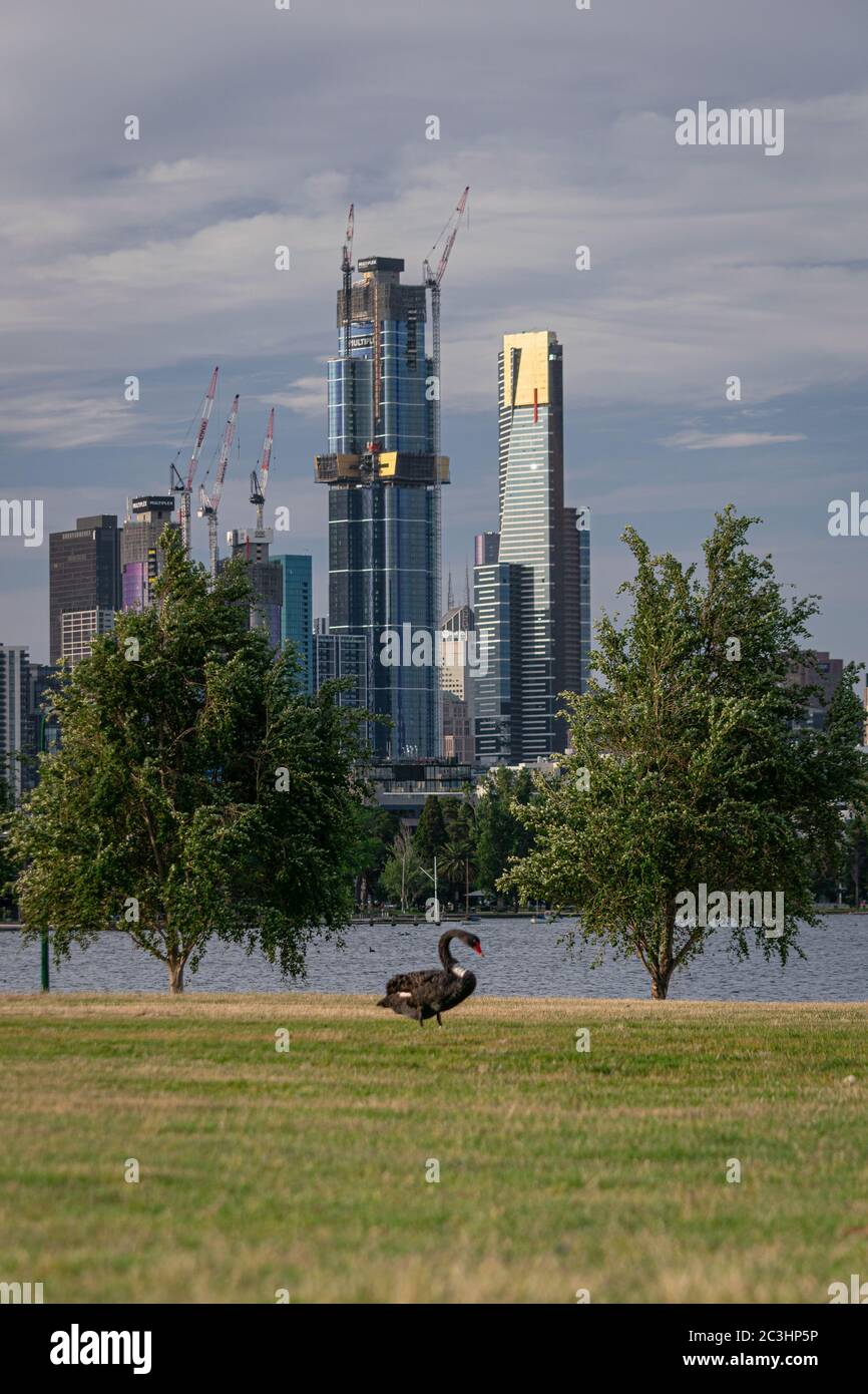 MELBOURNE, AUSTRALIEN - 22. November 2019: Ein Schwan am Albert Park Lake mit dem Melbourne CBD im Hintergrund. Stockfoto