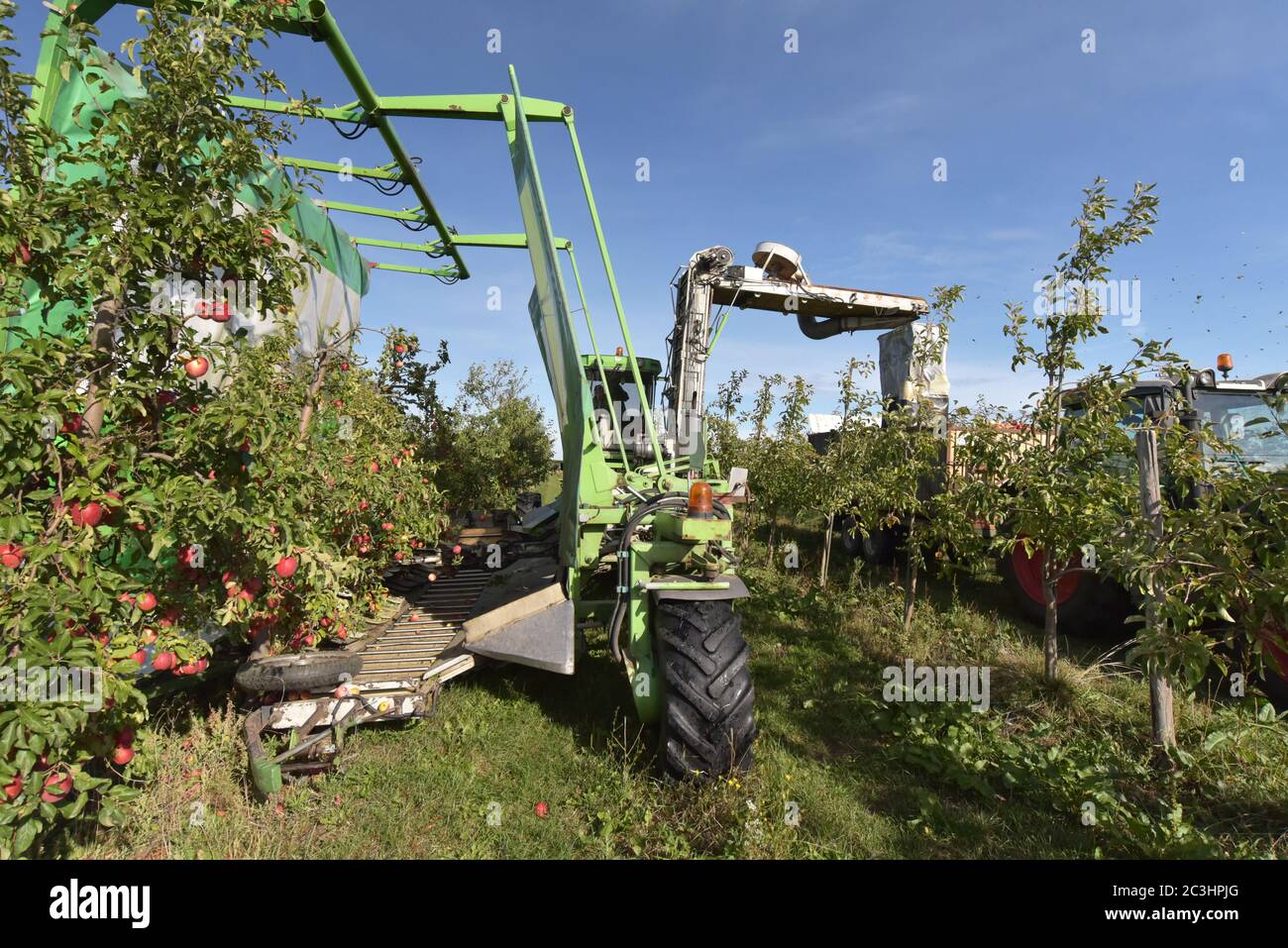 Moderne Apfelernte mit einer Erntemaschine auf einer Plantage mit Obstbäumen Stockfoto