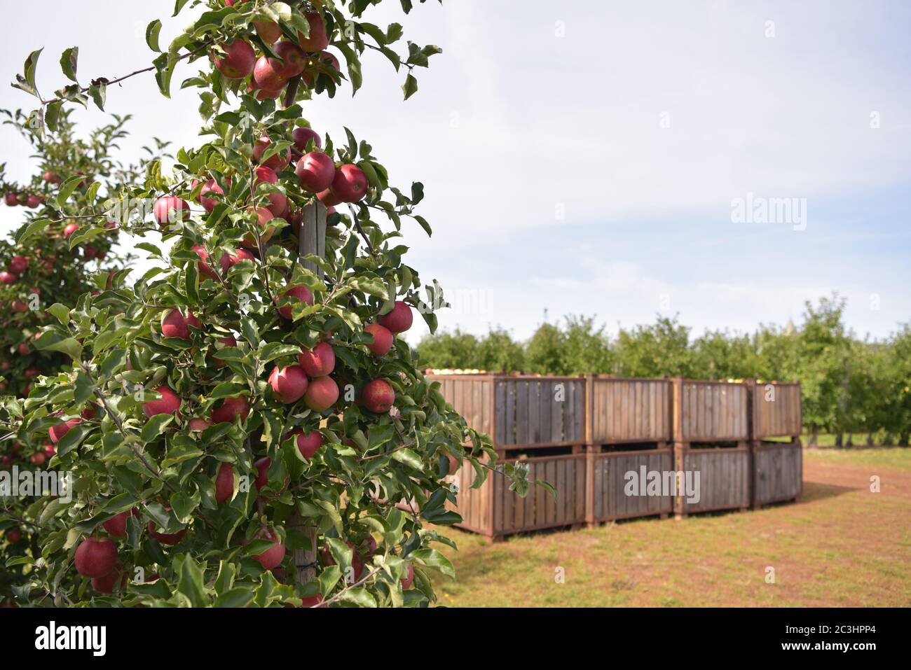 apfelbäume auf einer Plantage - Obstbau und Ernte Stockfoto