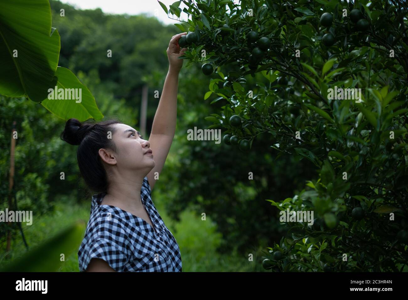 Junge Gärtner asiatische Frau lächeln und pflücken Thai Honig Mandarine Orangen im Garten, Glück und gesunde Lebensweise Konzept Stockfoto
