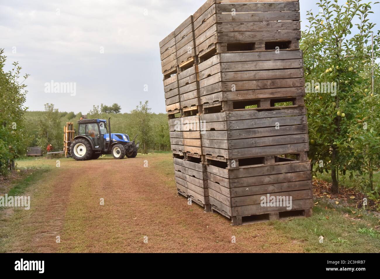 Traktor auf einer Apfelplantage mit Holzkisten beladen Stockfoto