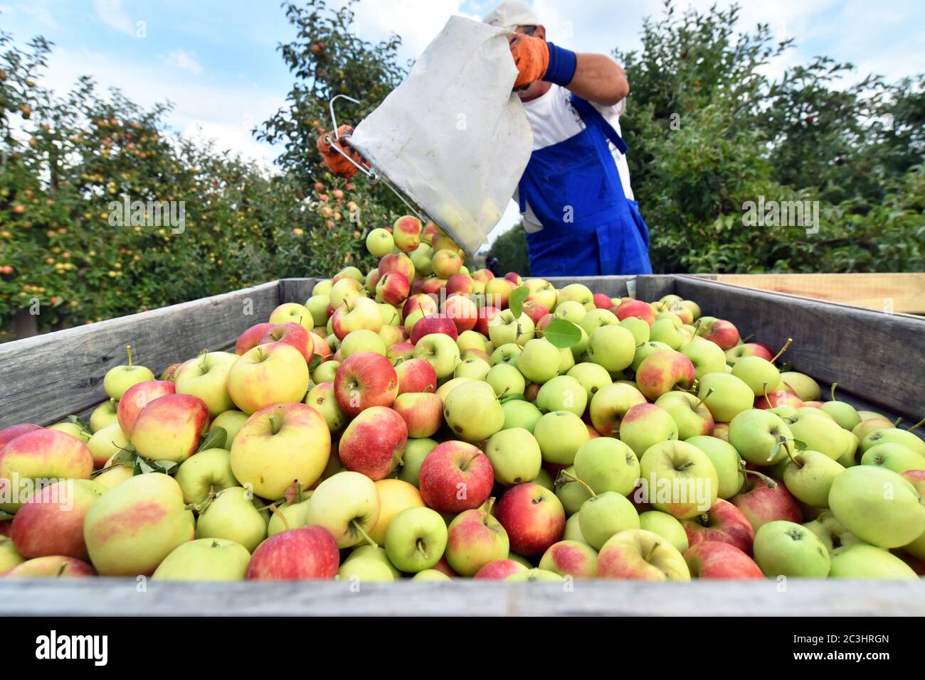 Ernte von frischen Äpfeln auf einer Plantage - Arbeiter, Obstbäume und Kisten von Äpfeln Stockfoto