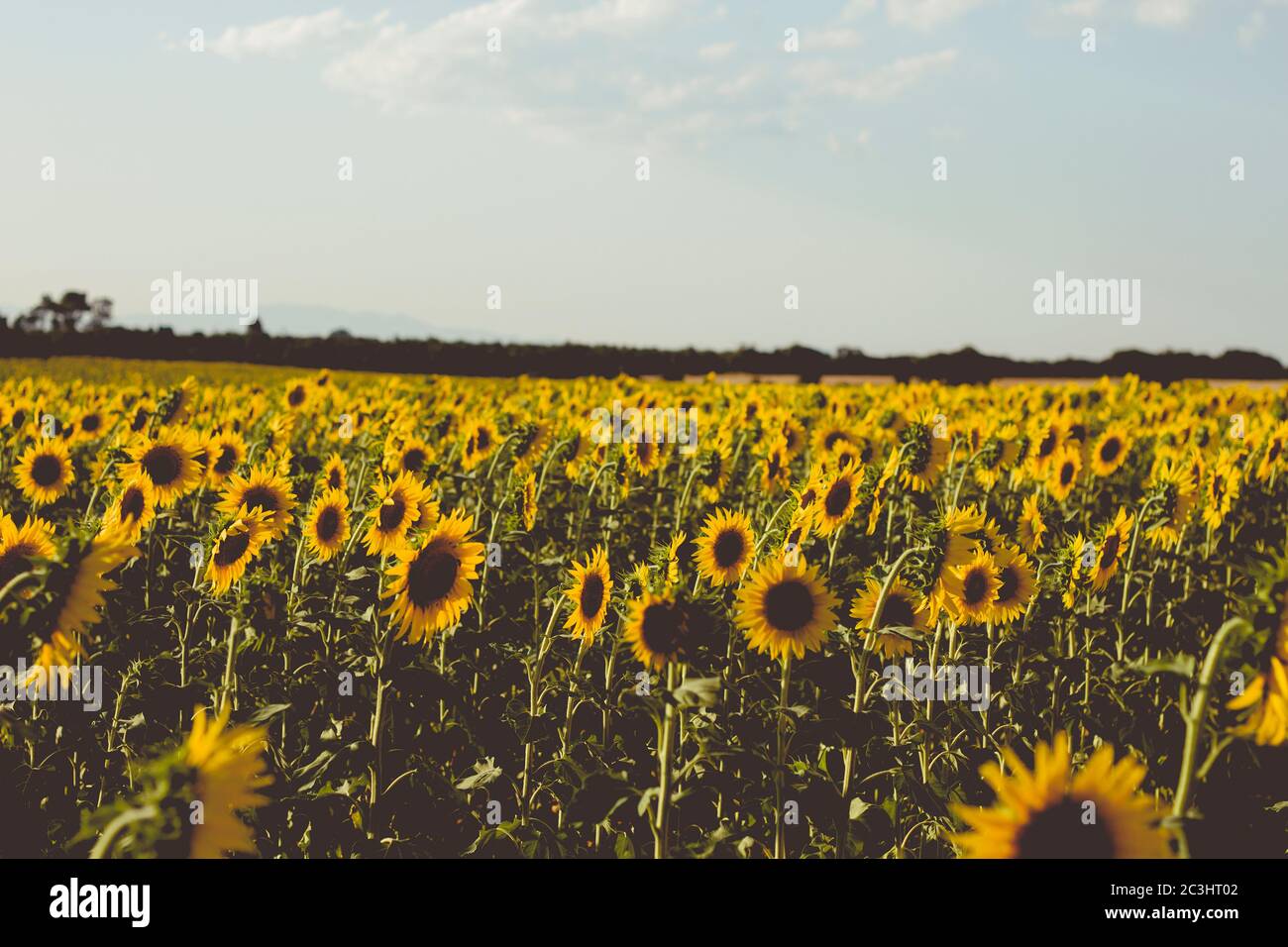 Sonnenblumen Felder Landschaft in Blüte Stockfoto