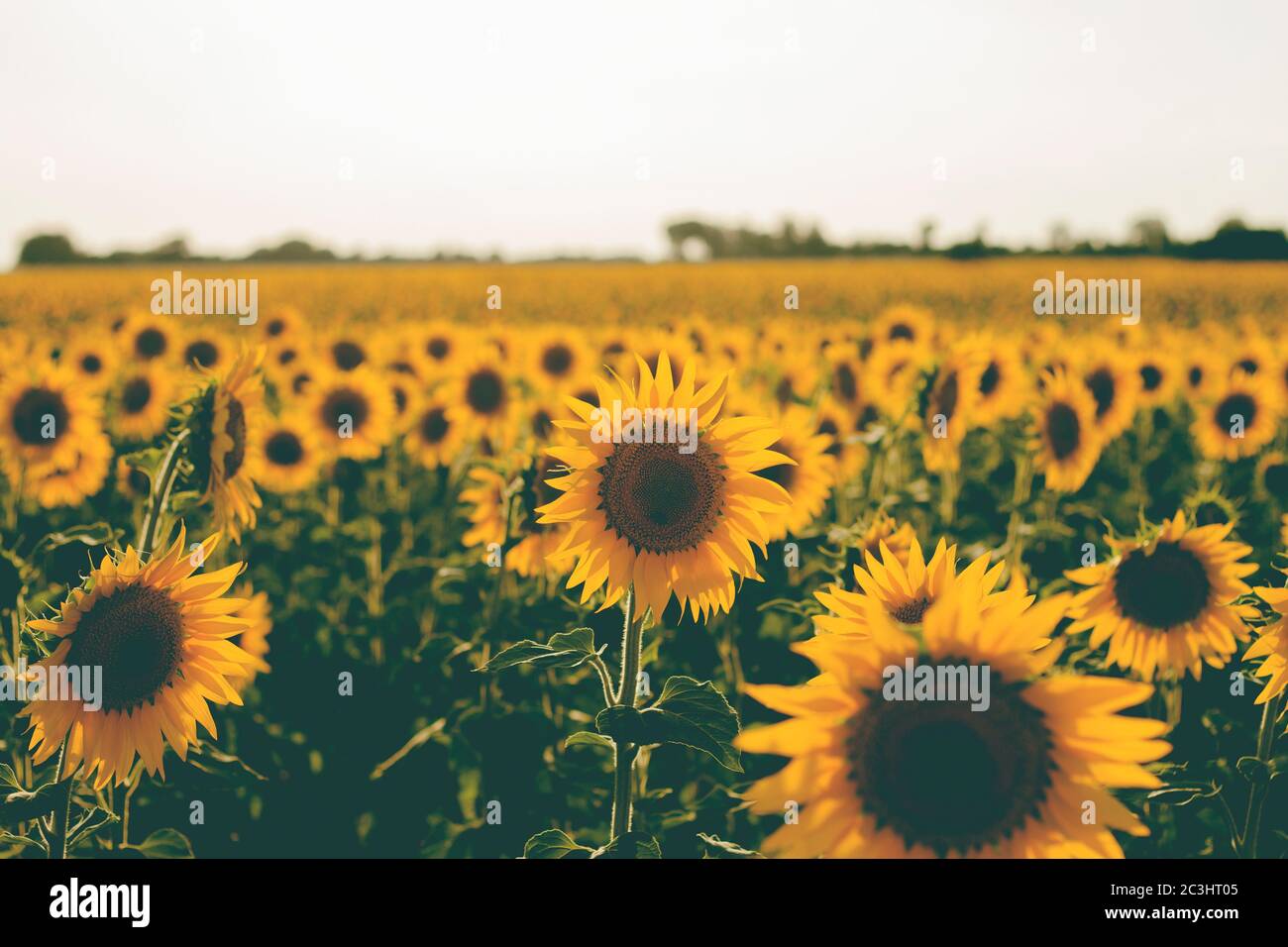 Sonnenblumen Felder Landschaft in Blüte Stockfoto