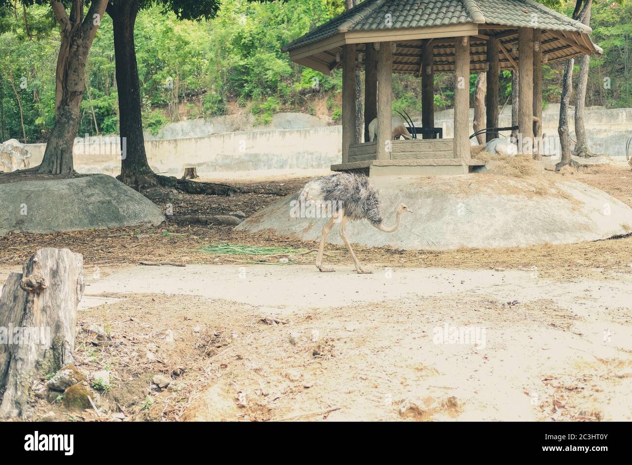 Strauß Wandern im Park. Arten von großen flugunfreien Vogel aus Afrika. Stockfoto