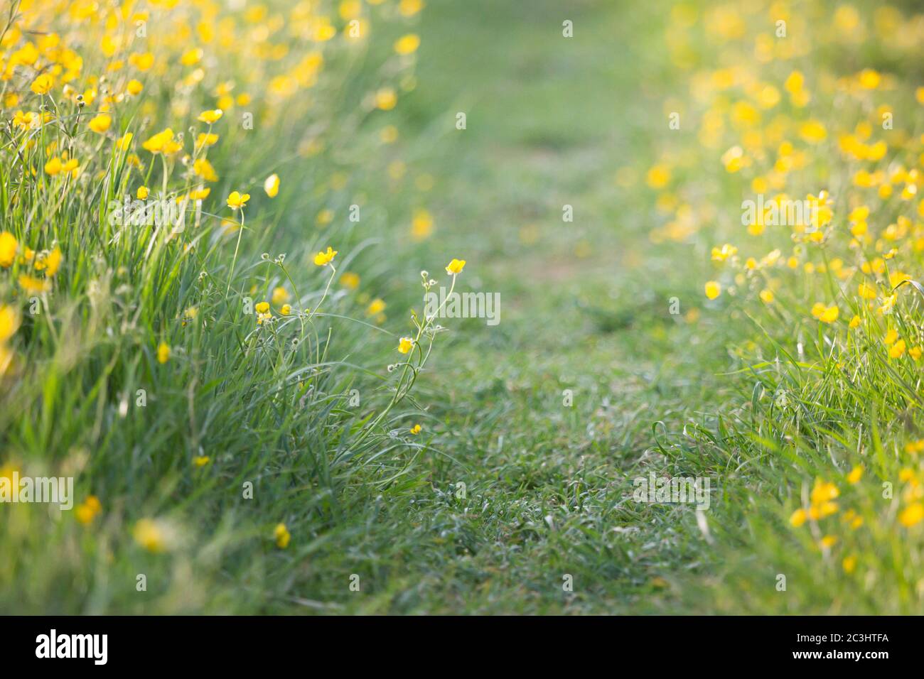 Leuchtend gelbe Schmetterlinge auf einer Wiese mit einem Weg durch die englische Landschaft Stockfoto