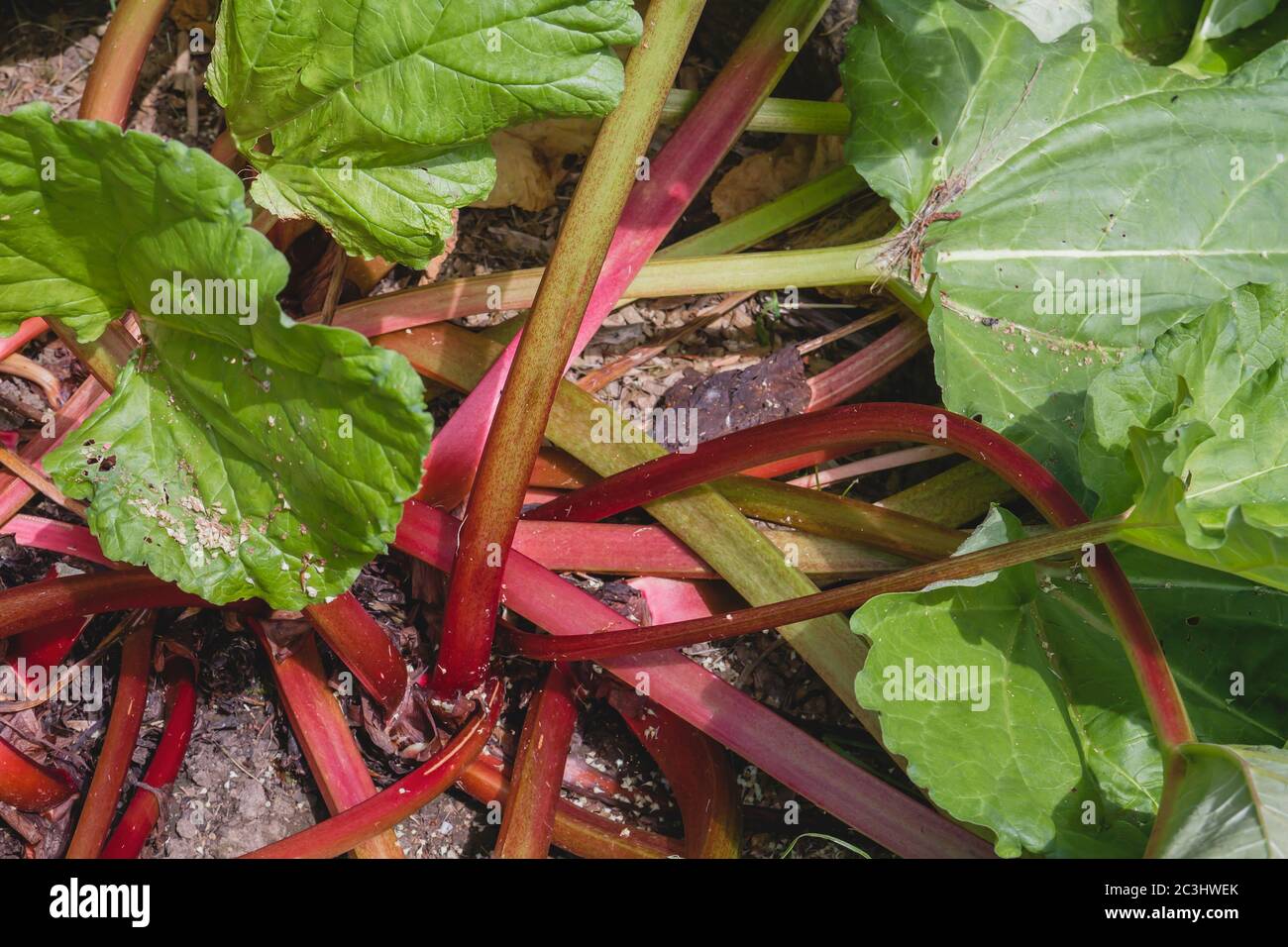 Rhabarber Pflanzen mit grünen Blättern und roten Stielen Stockfoto