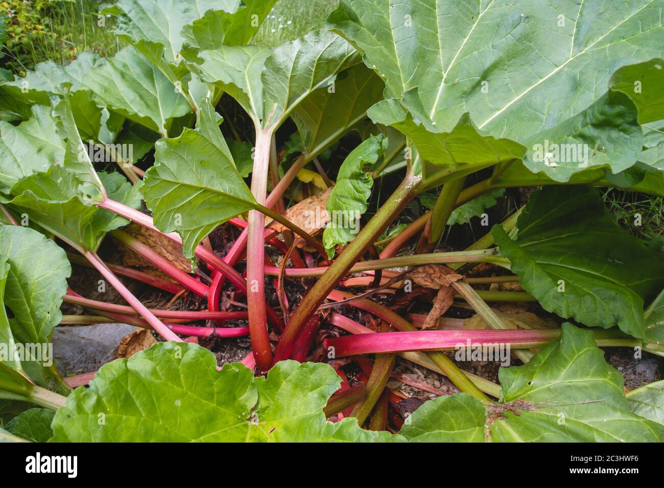 Rhabarber Pflanzen mit grünen Blättern und roten Stielen Stockfoto