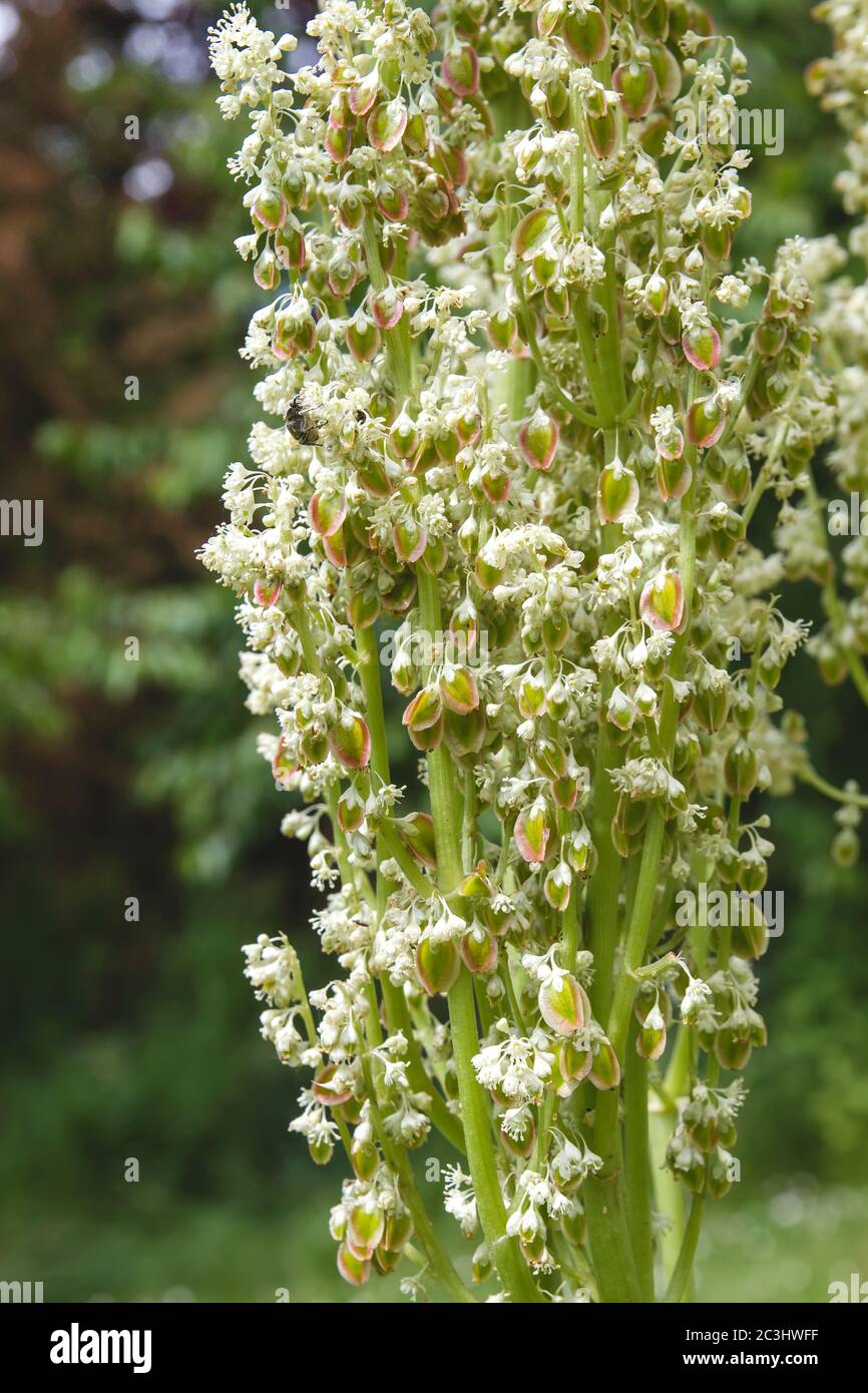 Rhabarber-Blumen Stockfoto
