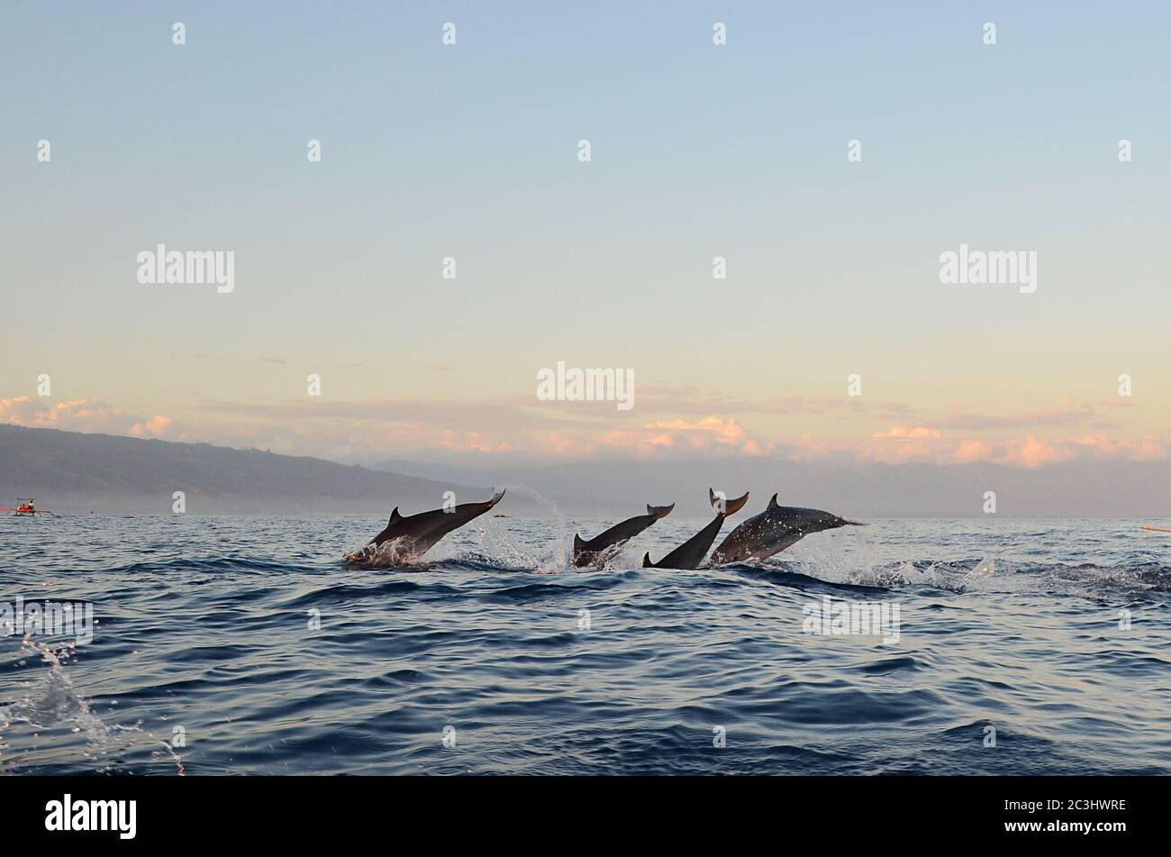 Delfinbeobachtung während der Sonnenaufgangszeit in Sanur, Bali. Lovina Strand ist einer der spektakulären Strand mit Delphin Lebensraum und Ort für Delfine beobachten Stockfoto