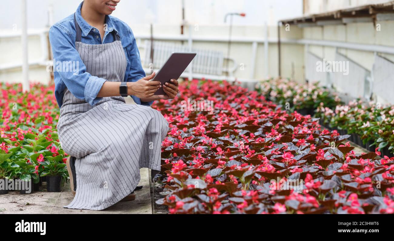 Moderner Beruf Bauer und Gärtner. afroamerikanische Mädchen in Schürze macht Foto von Blumen im Gewächshaus Stockfoto