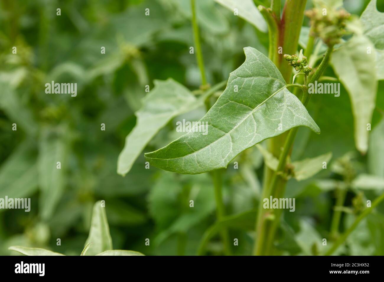 Wachsende Spinat Pflanze grünes Blatt aus nächster Nähe Stockfoto