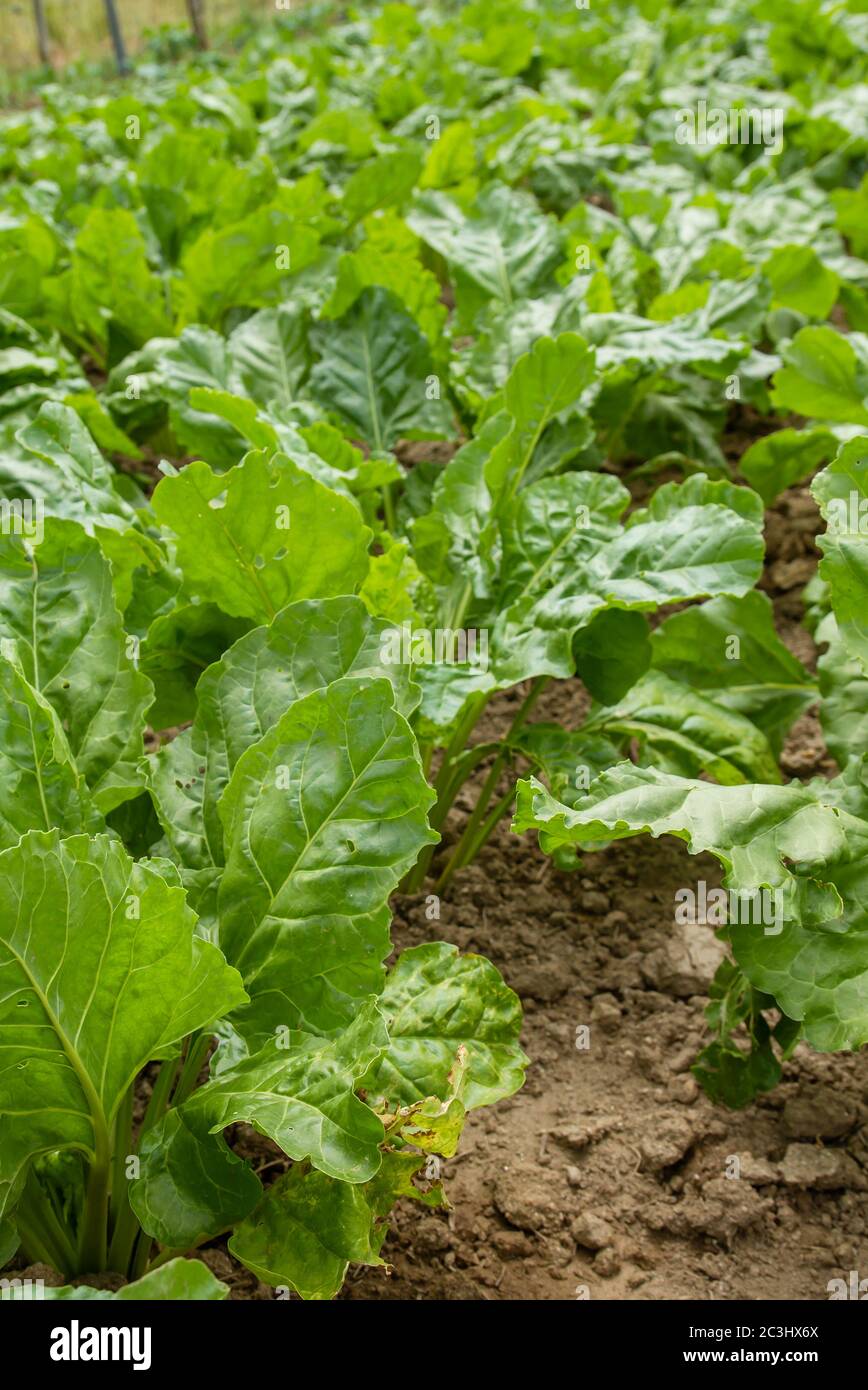 Fodder crop Fotos und Bildmaterial in hoher Auflösung Alamy