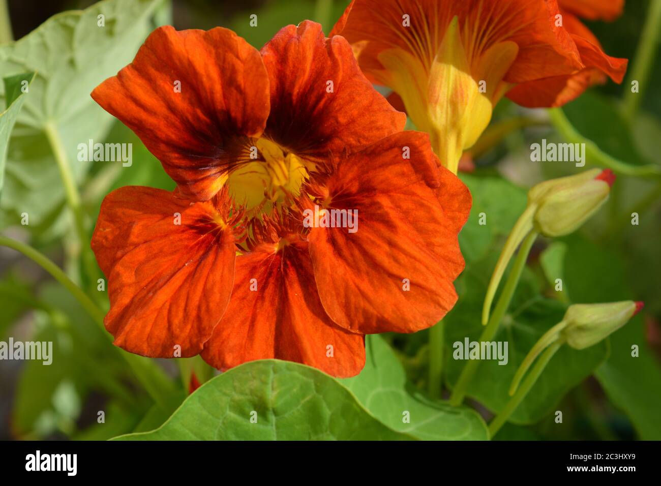 Leuchtend orange Gemeine Kapuzinerkresse Blume, Edelstein-Mischung, wächst in einem Sommergarten Stockfoto