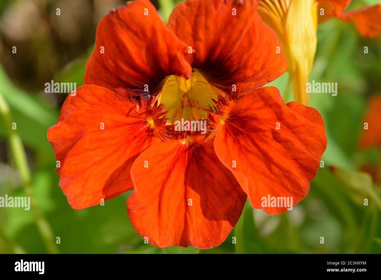 Leuchtend orange Gemeine Kapuzinerkresse Blume, Edelstein-Mischung, wächst in einem Sommergarten Stockfoto