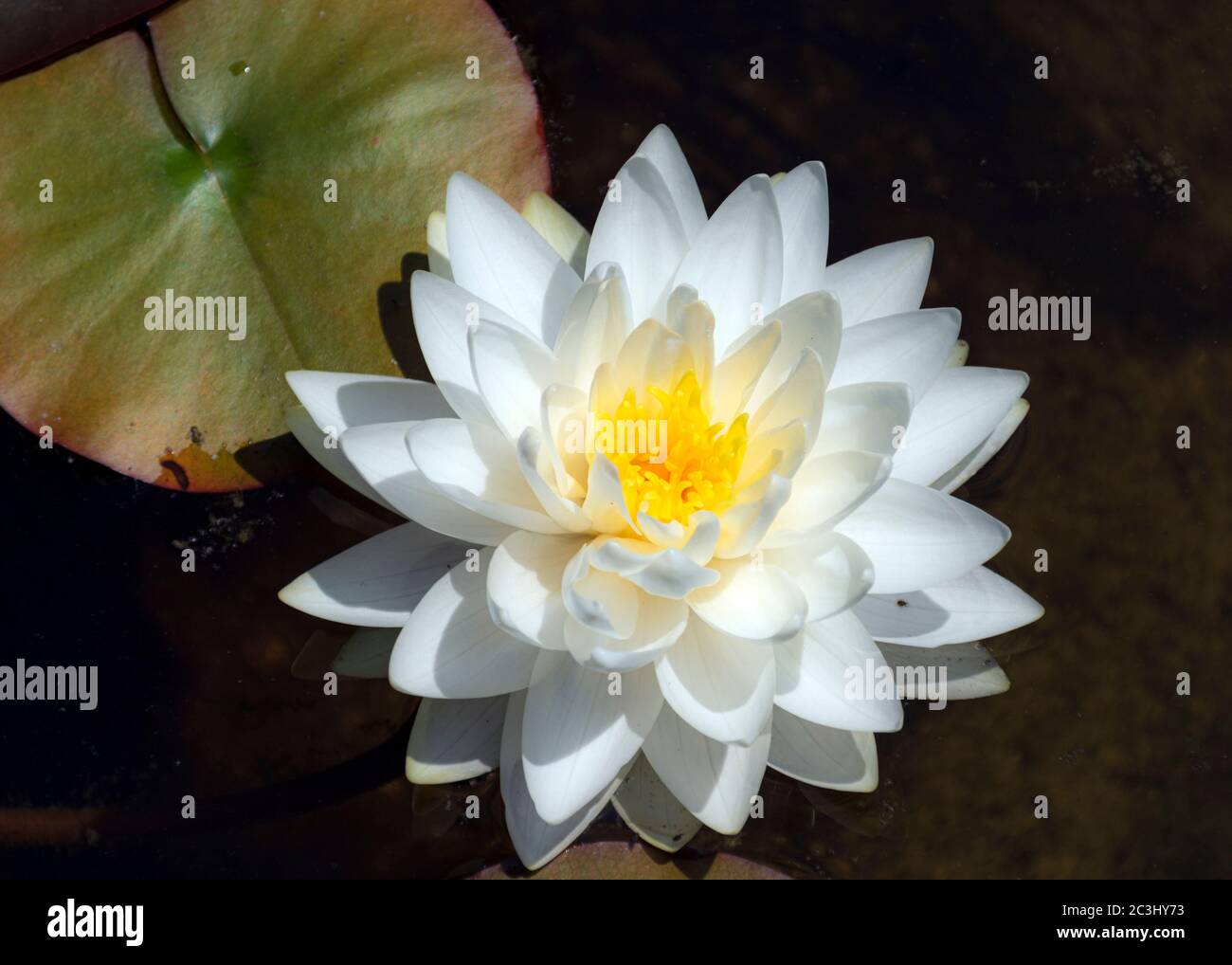 Blatt und weiße Seerose blühen mit gelben Strophen. Stockfoto