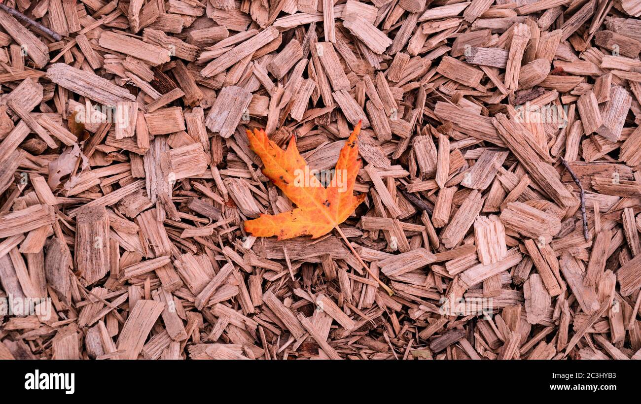 Orange Herbst Ahornblatt auf zerkleinerten Zedernbaum Rinde Textur Hintergrund Nahaufnahme. Kofferraum. Alte Baumrinde Hintergrund oder Textur. Braun geschreddert Stockfoto