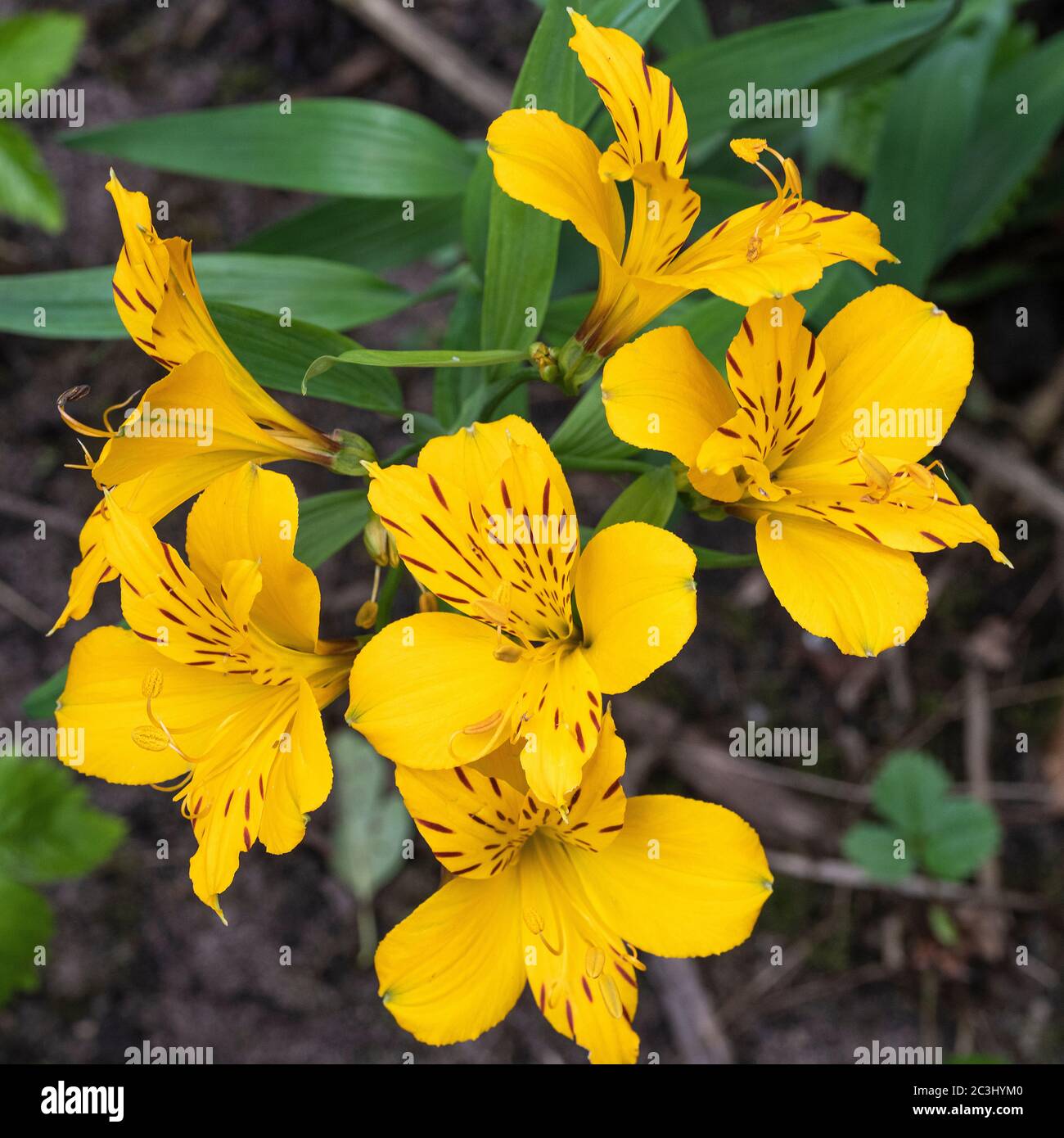 Helles Gelb und Maroon gesprenkelt Alstroemeria Blumen in voller Blüte in einem Garten in Alsager Cheshire England Vereinigtes Königreich Großbritannien Stockfoto