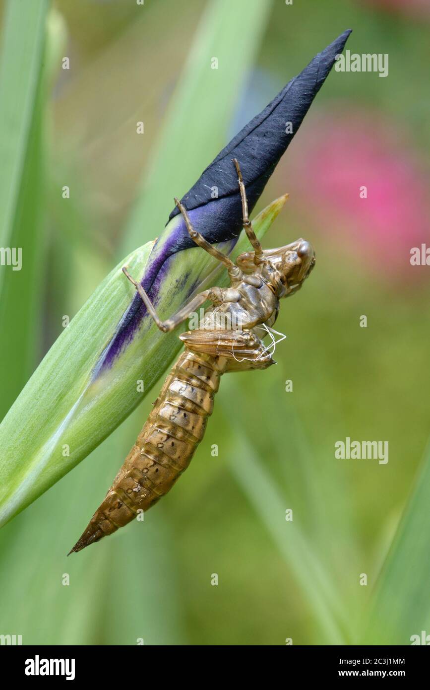 Südliche Hawker Libelle (Aeshna cyanea) Leere Nymphenhaut nach dem Aufkommen des Erwachsenen - zeigt das ausrangierte Atmungssystem (weiße Saiten) Stockfoto