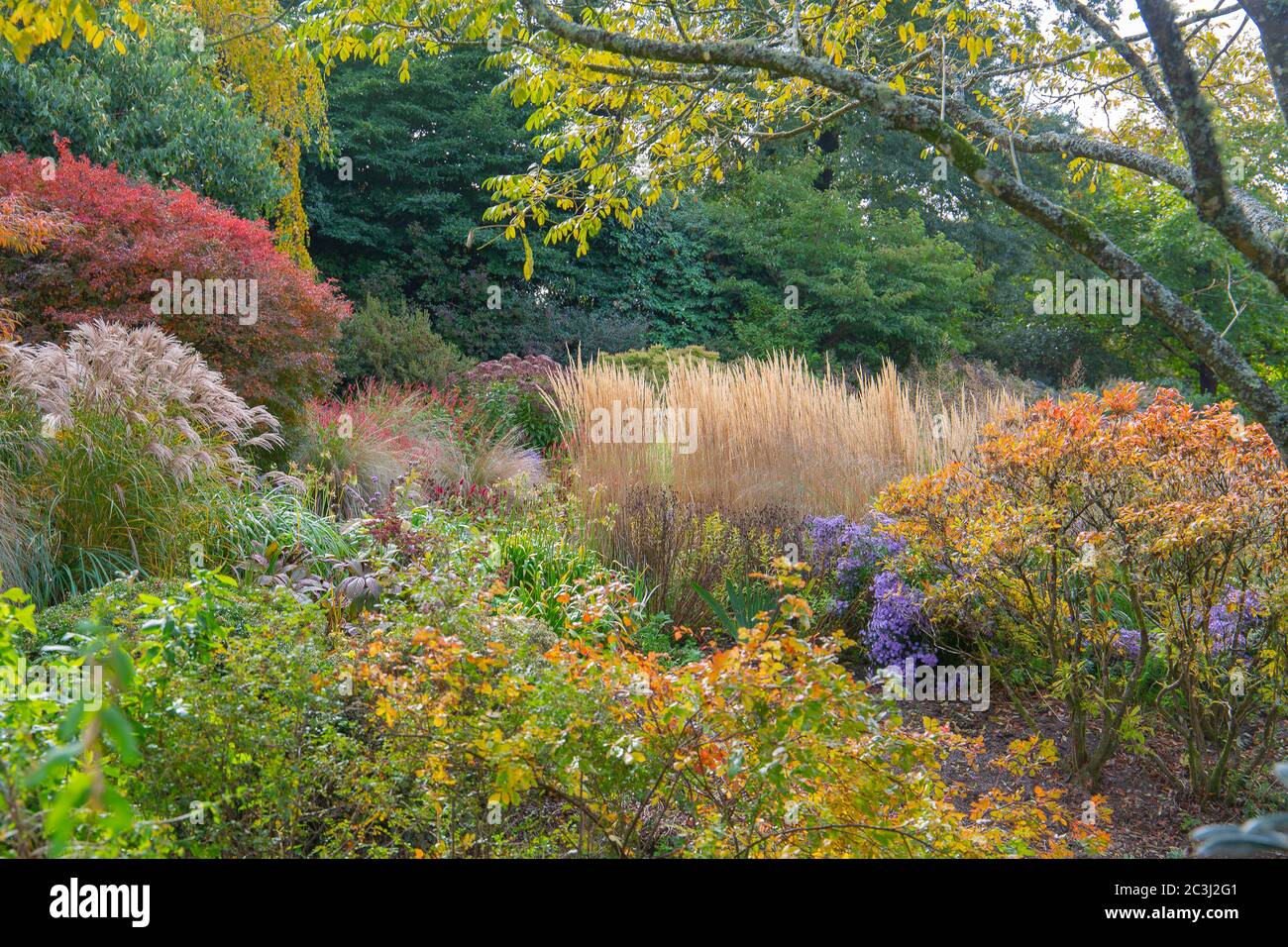 Ein Herbstspaziergang mit den Äßeln, Blumen und Gräsern im Gartenhaus, yelverton Stockfoto