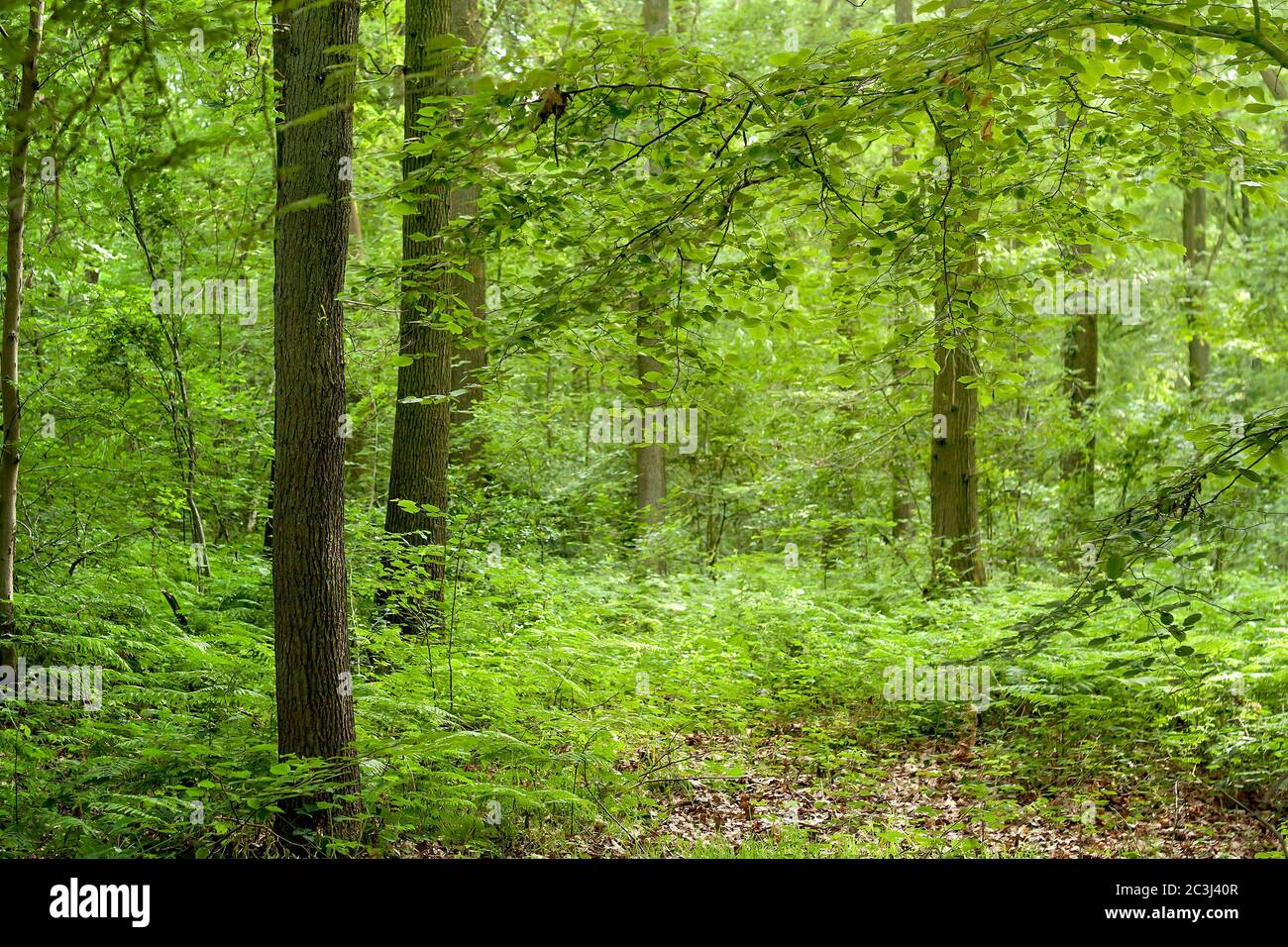 Laubwaldlandschaft im Frühjahr Stockfoto