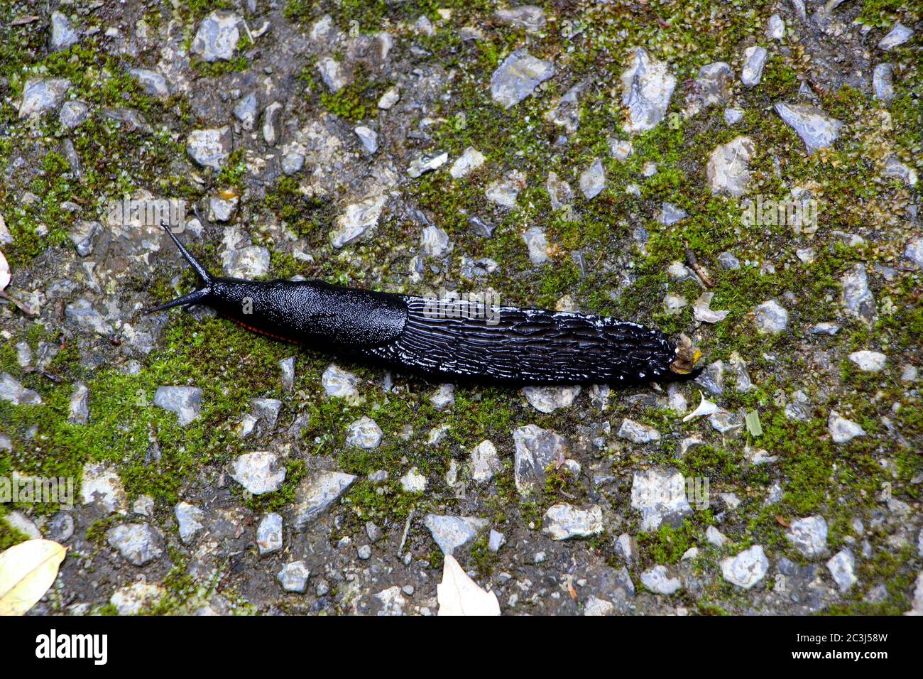 Arion Ater große schwarze Schnecke Stockfoto