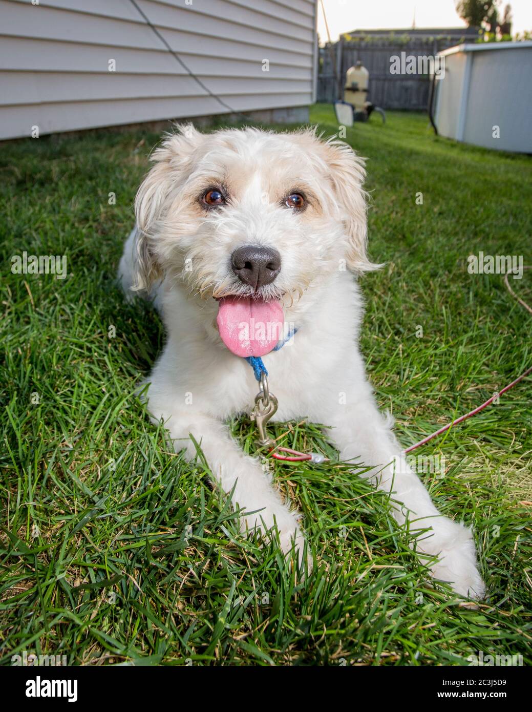 Flauschiger weißer Hund im Gras sitzend Stockfoto