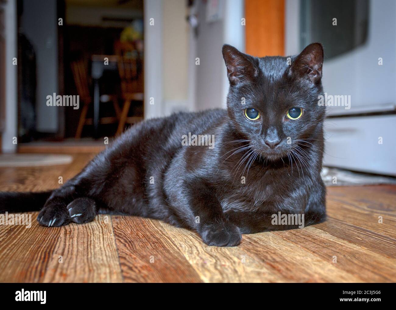 Eine schwarze Katze liegt auf einem Hartholzboden Stockfoto