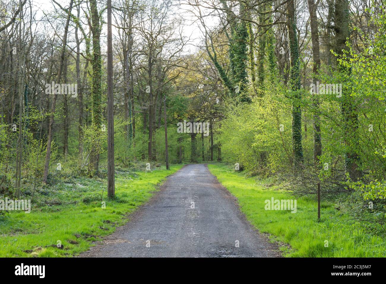 Feldweg im grünen Wald Stockfoto
