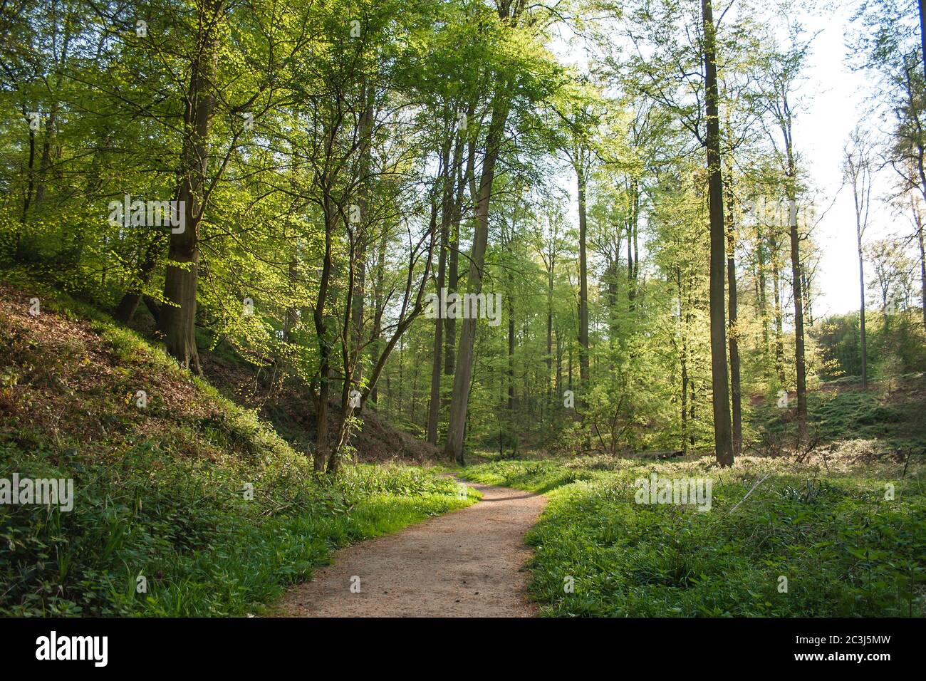 Laubwaldlandschaft im Frühjahr Stockfoto