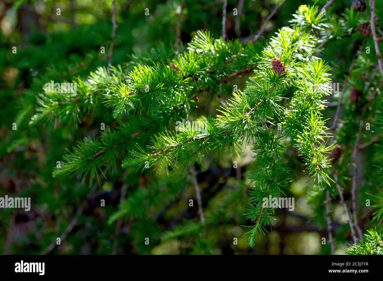 Europäische Lärche (larix decidua), ein Zweig von frischen grünen Nadeln zurück von der Sonne beleuchtet. Stockfoto