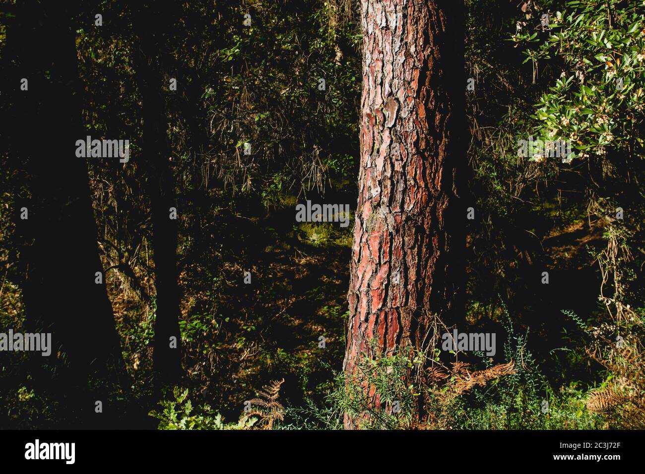 Details zur Gesamtstruktur Stockfoto