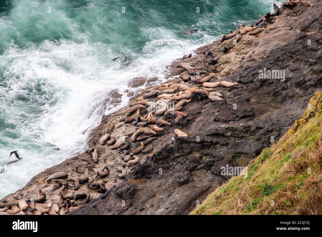 Seelöwen sonnen sich an der Küste von Oregon Stockfoto