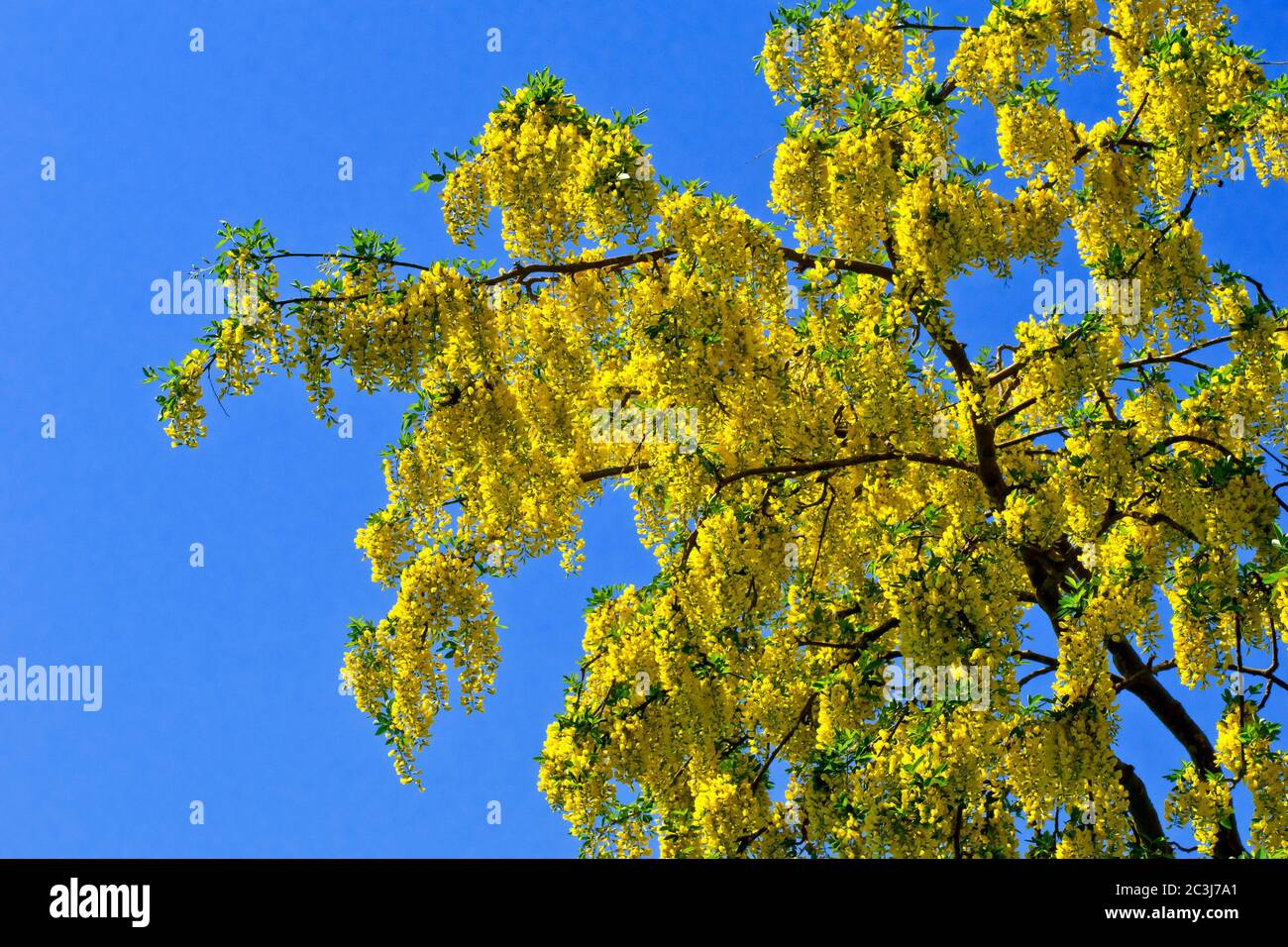 Laburnum (Laburnum anagyroides), zeigt den Baum mit gelben Blüten vor einem klaren, wolkenlosen blauen Himmel. Stockfoto