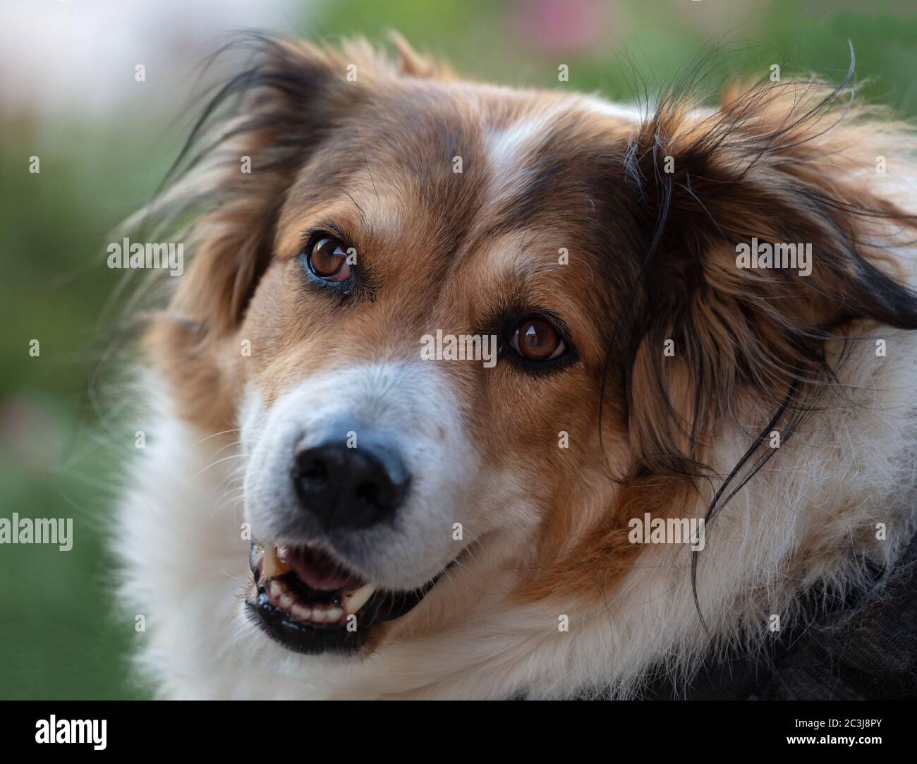 Griechischer Schaferhund Stockfotos Und Bilder Kaufen Alamy