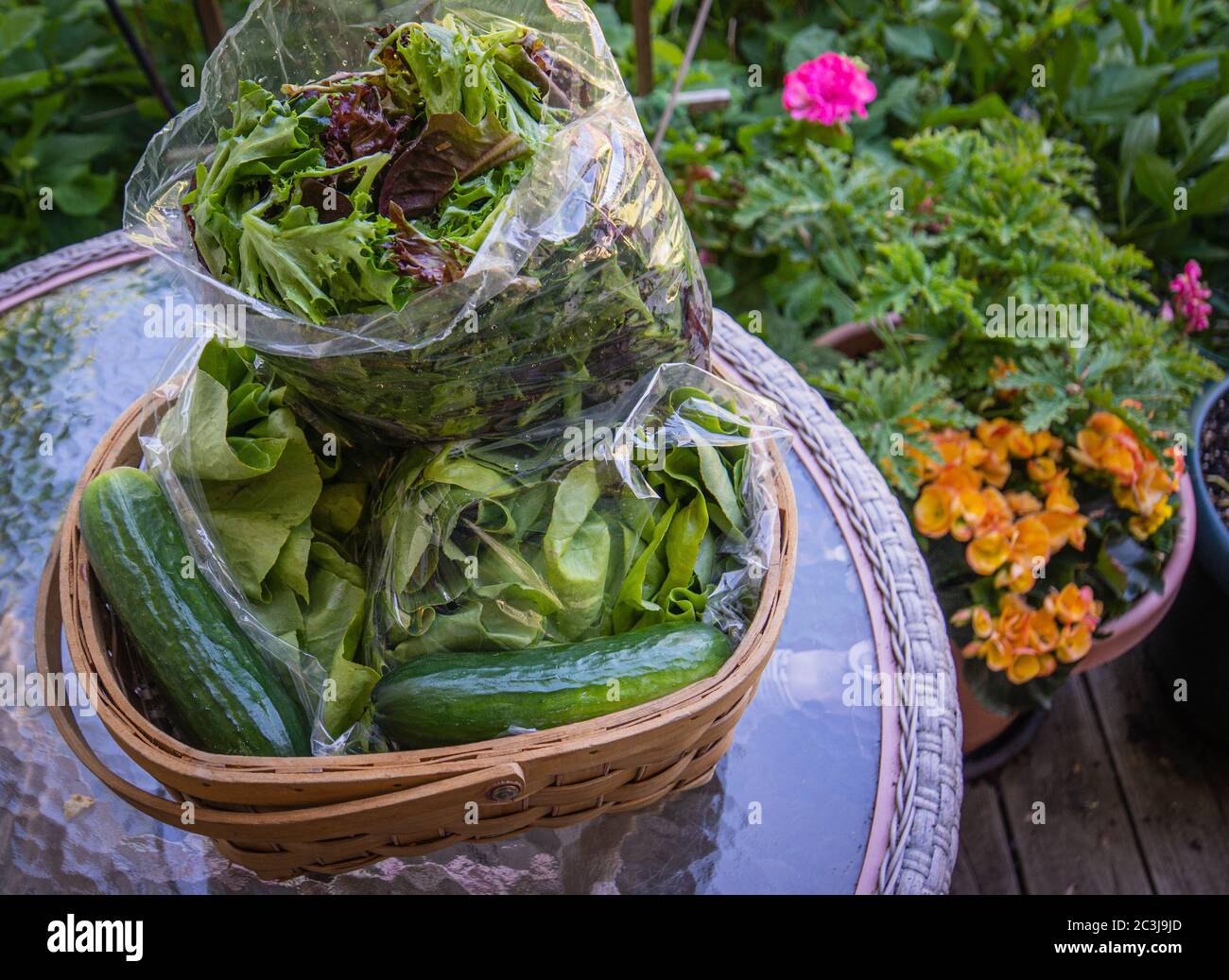 Die erste Woche im Juni Farm-Anteil von einem Vermont Gemeinschaft unterstützte Landwirtschaft (CSA) : lokale, saisonale Lebensmittel direkt von einem Bauernhof Stockfoto