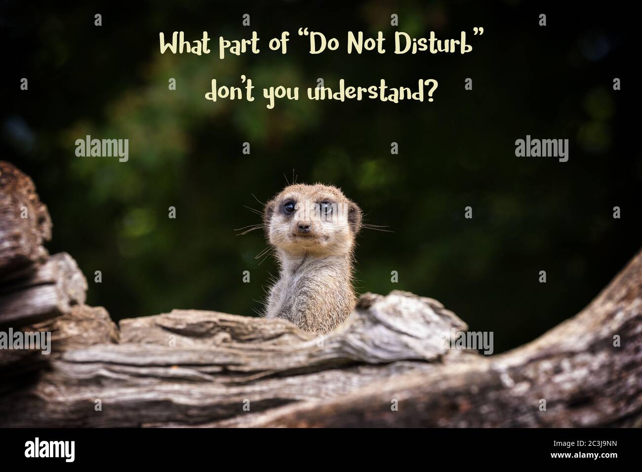 Lustige Erdmännchen mit Text - Was für ein Teil von "nicht stören" verstehen Sie nicht? Stockfoto