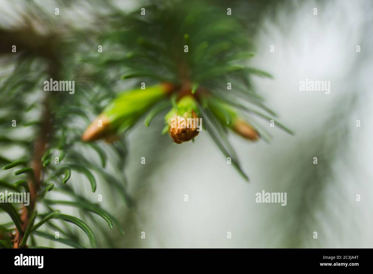 Detail von Kiefern neues Laub Stockfoto