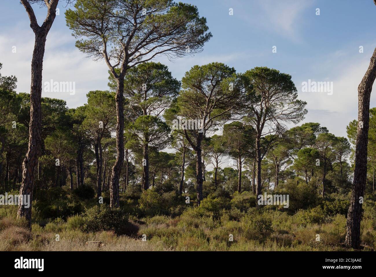 Mediterranen Wald Stockfoto