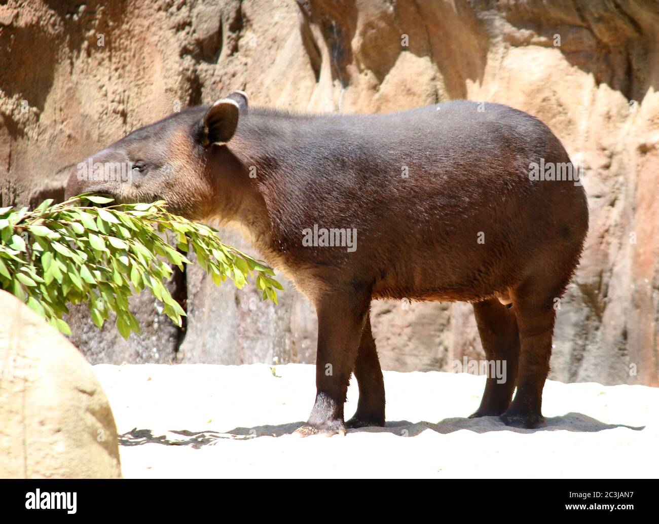 Brasilianischer Tapir, Tapirus terrestris südamerikanischer Tapir Stockfoto
