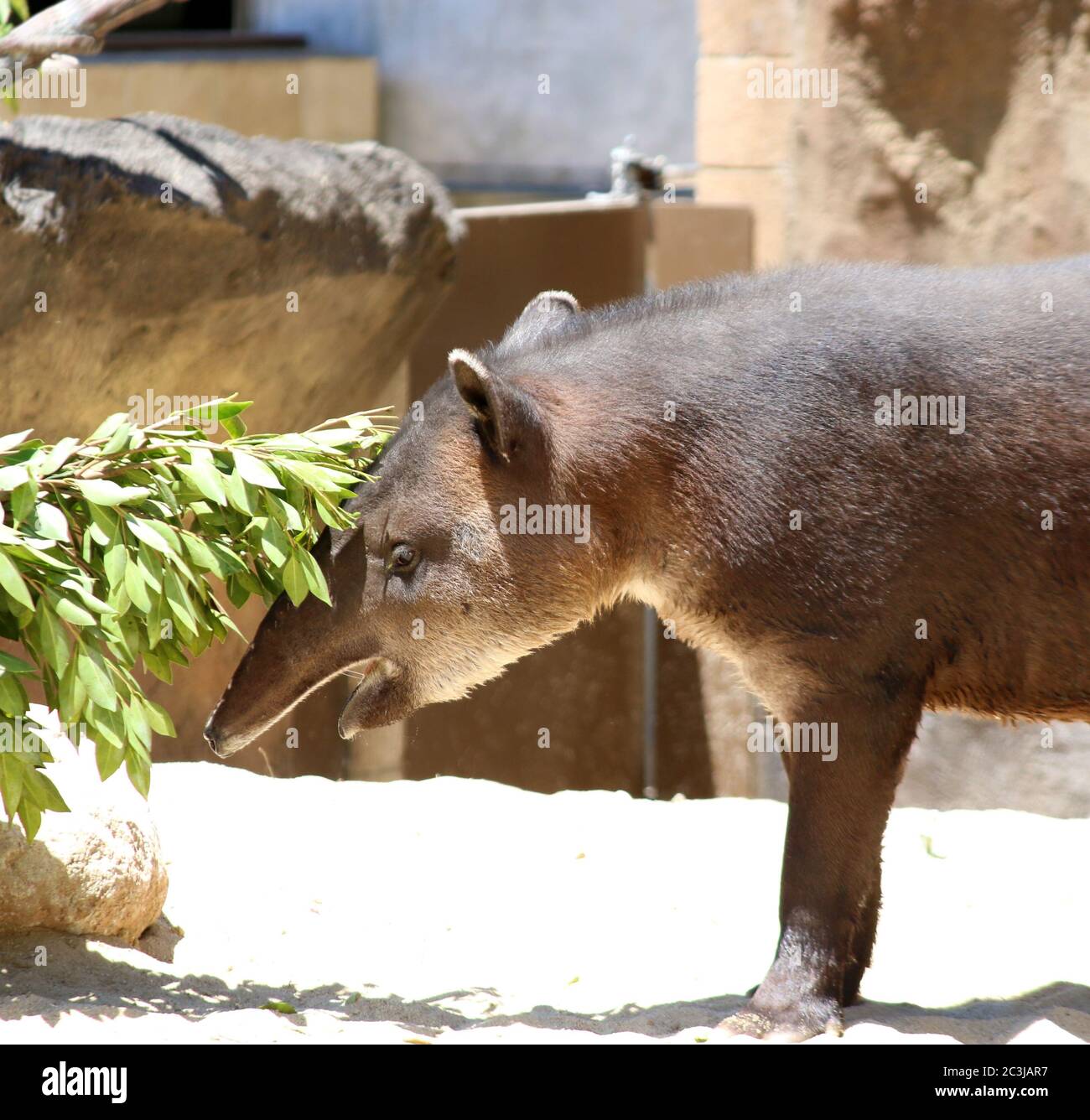 Brasilianischer Tapir, Tapirus terrestris südamerikanischer Tapir Stockfoto