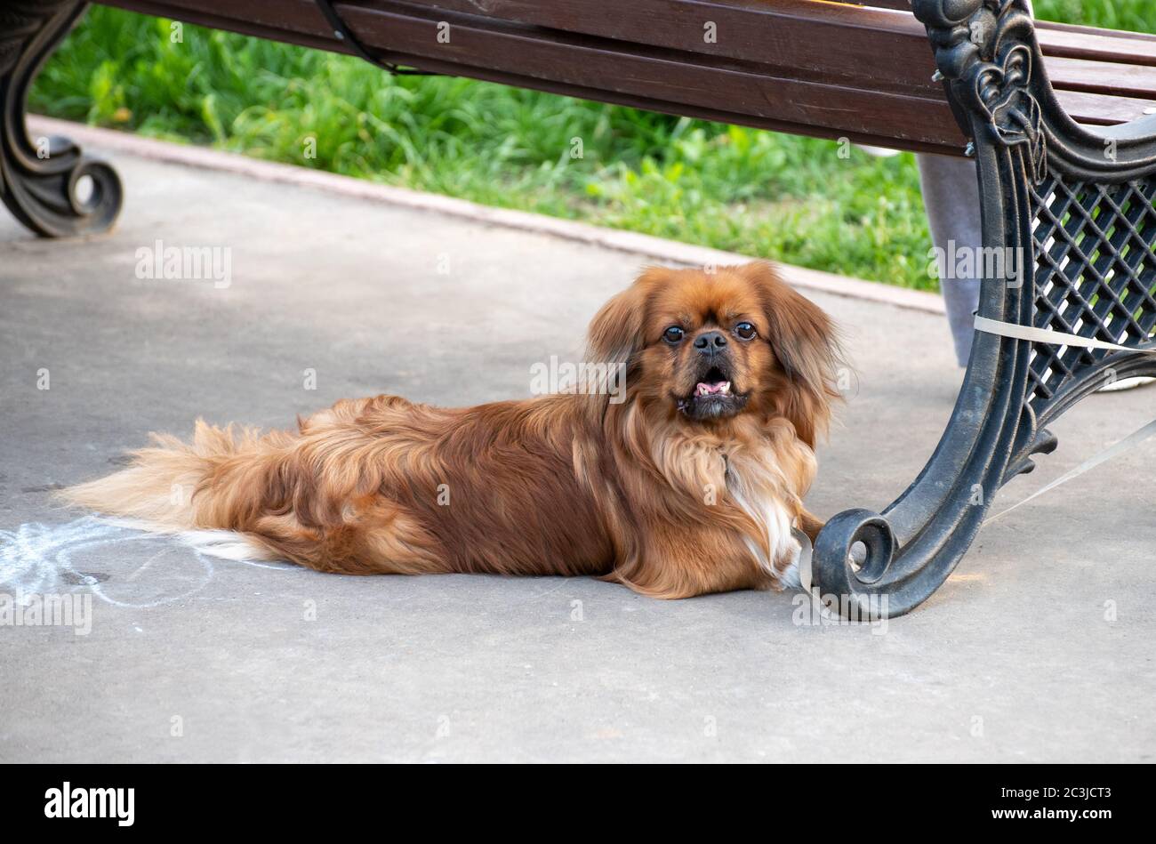 Brown Pekingese liegt auf dem Bürgersteig in der Nähe der Bank Stockfoto