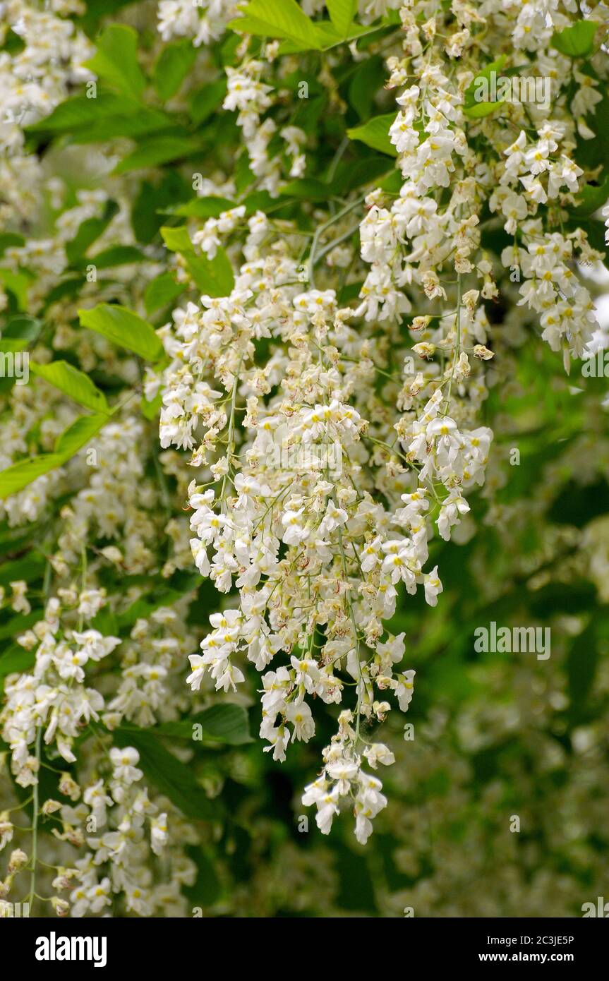 Kentucky gelbwood oder American gelbwood, Amerikanisches Gelbholz, Cladrastis kentukea, amerikai sárgafa Stockfoto