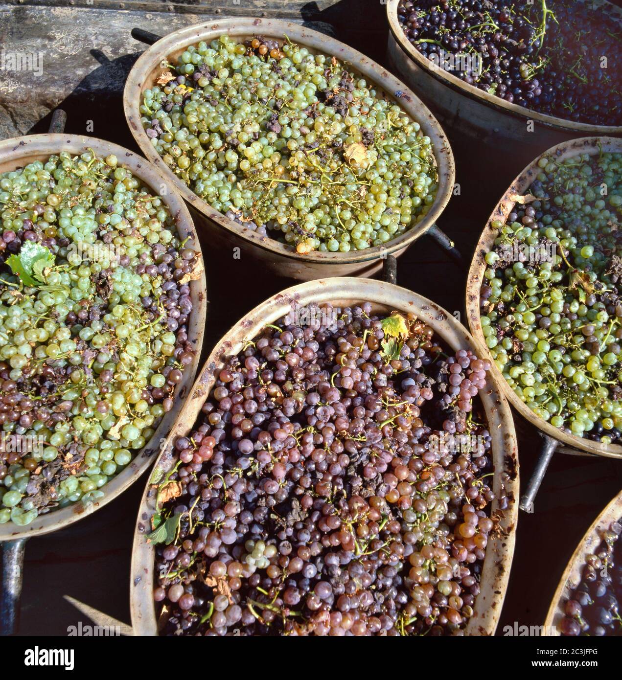 Gelesenen Trauben in Kisten bereit, zerdrückt werden. Kisten voller Trauben nach der Ernte bereit, in der Wein-Fabrik zu entladen. Stockfoto