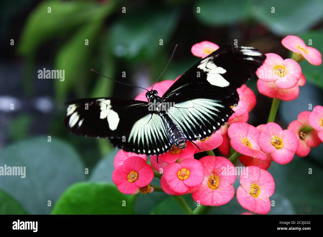 Schwarzer Schmetterling Heliconius sara theudela mit weißen Streifen, die sich von der Blüte ernähren Stockfoto