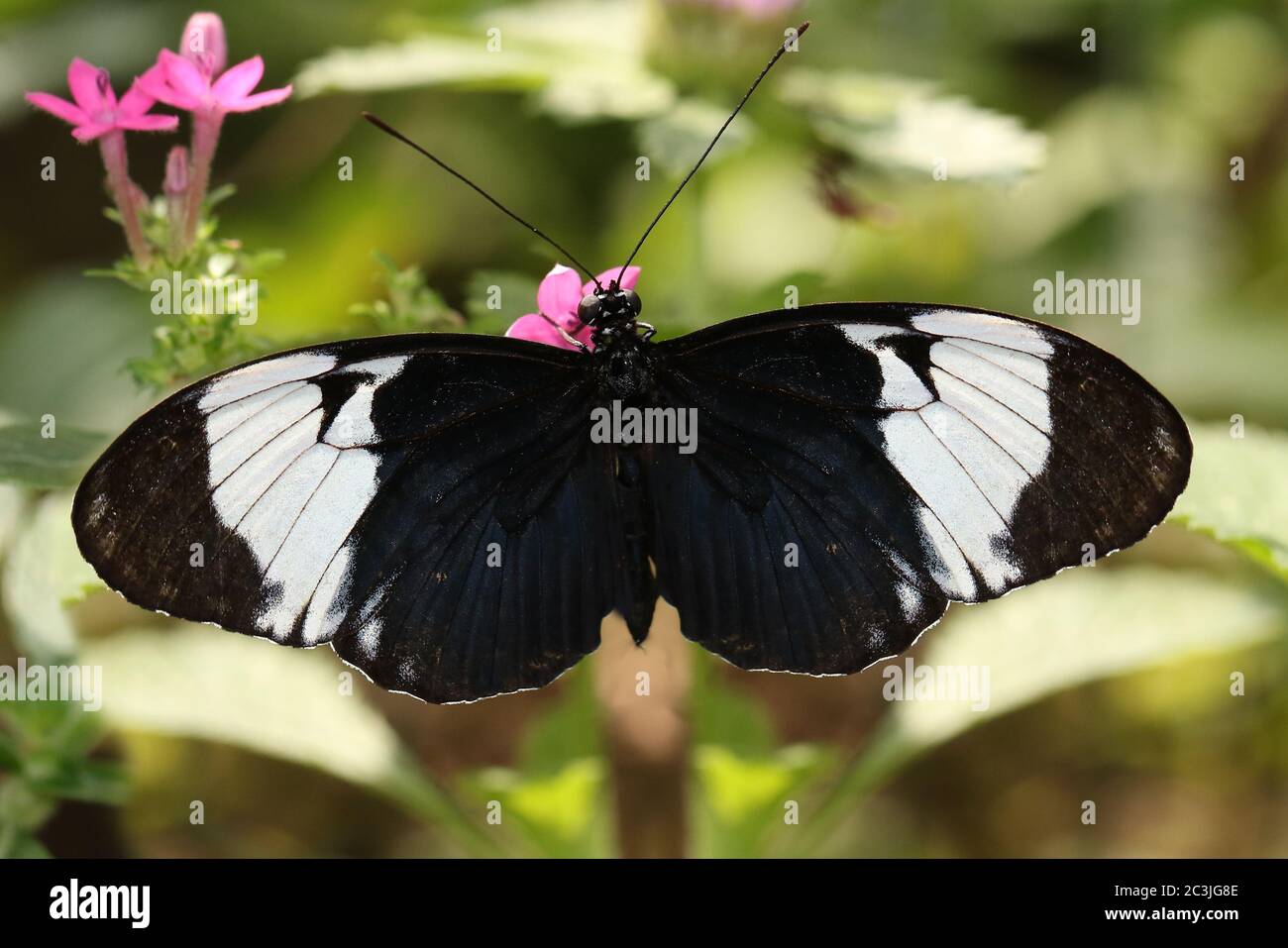 Schwarzer Schmetterling Heliconius sara theudela mit weißen Streifen, die sich von der Blüte ernähren Stockfoto