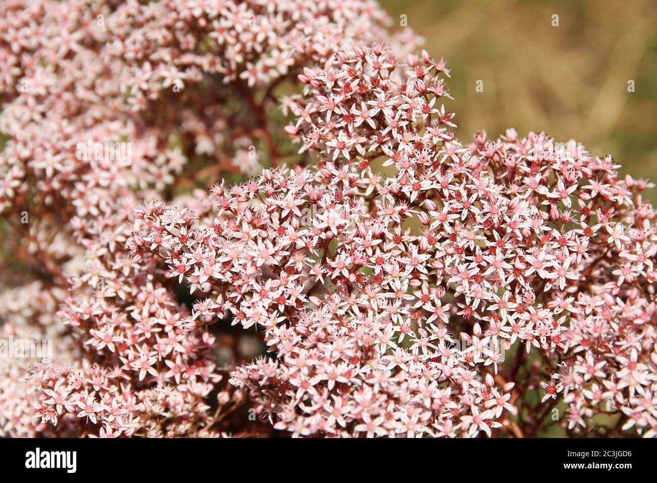 sedum Blume Sedum caeruleum, Sedum Album oder Sedum acre Stockfoto