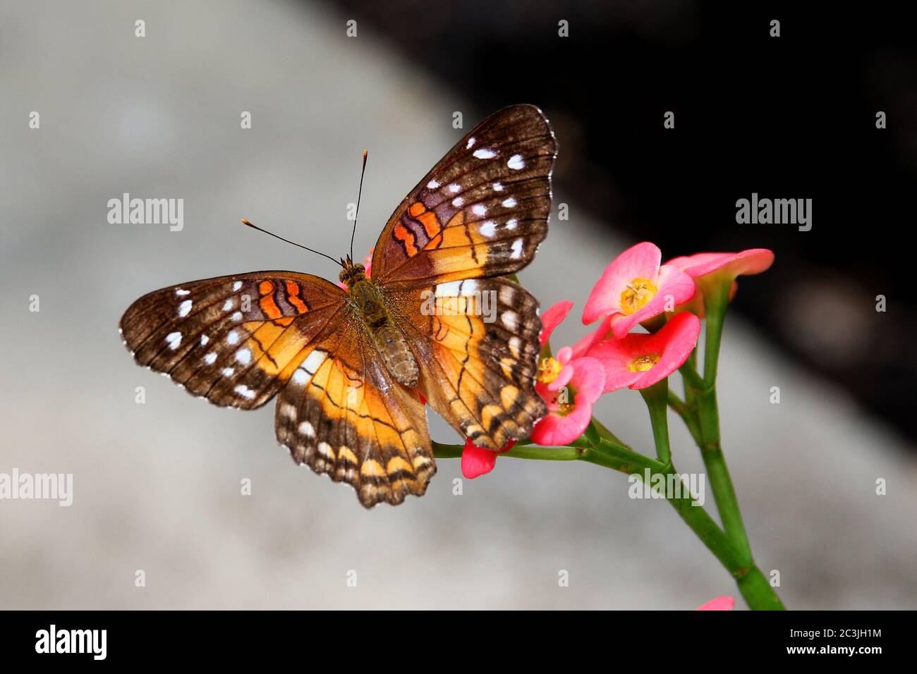 Schmetterling braun Pfau oder scharlachroten Pfau Weibliche Anartia amathea Fütterung auf Blume Stockfoto