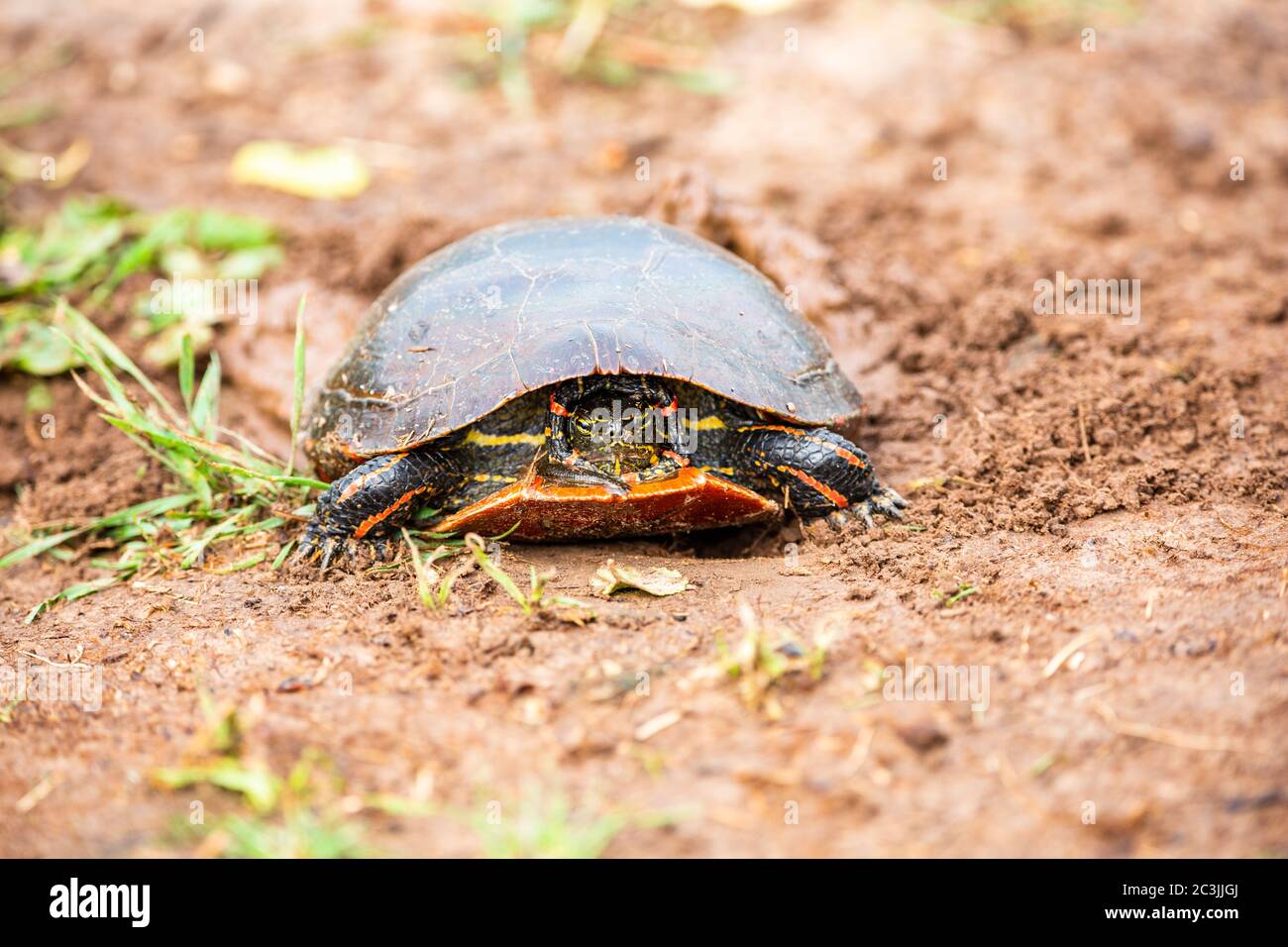 Wisconsin Western Painted Turtle (Chrysemys picta) Eier legen, horizontal Stockfoto