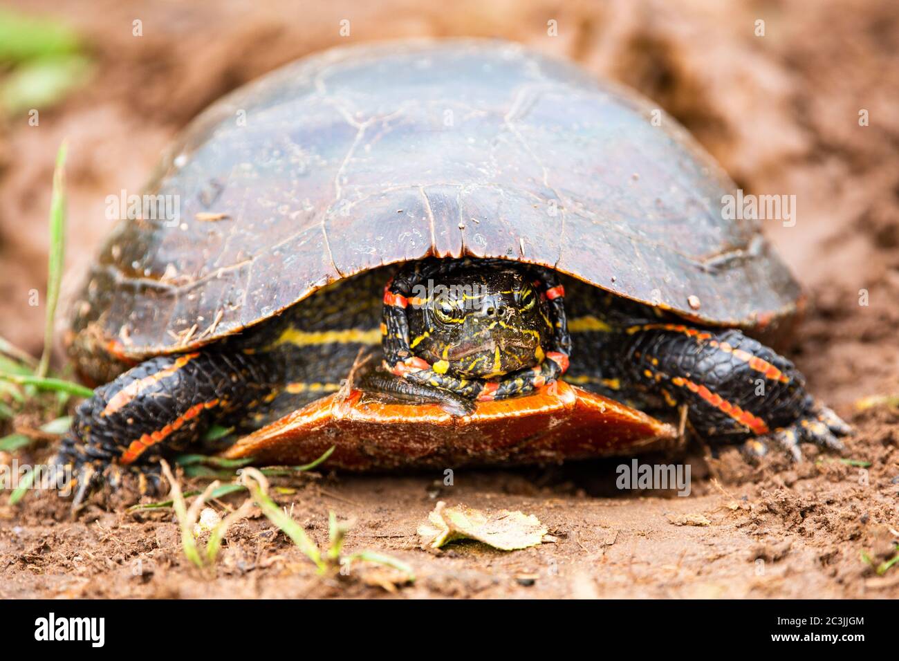 Nahaufnahme einer Wisconsin Western Painted Turtle (Chrysemys picta) mit Kopf in horizontaler Richtung Stockfoto